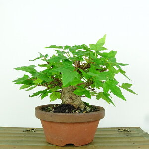 ~   11cm  Acer JGf gt JGf t Ϗܗp i i
