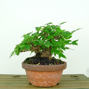 ~   11cm  Acer JGf gt JGf t Ϗܗp i i