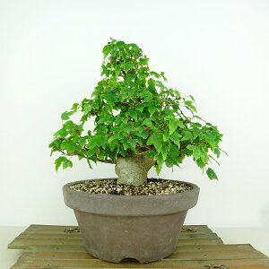 ~   20cm  Acer JGf gt JGf t Ϗܗp i i