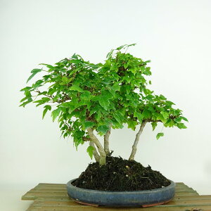 ~   23cm  Acer JGf gt  JGf t Ϗܗp i
