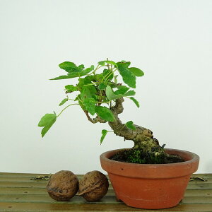~   9cm  Acer JGf gt JGf t Ϗܗp i i 