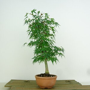 ~ gt  25cm ݂ Acer palmatum ~W JGf t Ϗܗp i