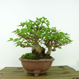 ~   13cm  Acer JGf gt JGf t Ϗܗp i i