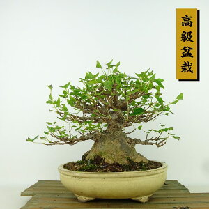 ~   16cm  ~ Acer JGf gt JGf t Ϗܗp i i