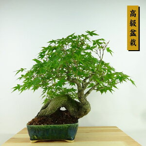 ~ gt  28cm ݂ ~ Acer palmatum ~W JGf t Ϗܗp i