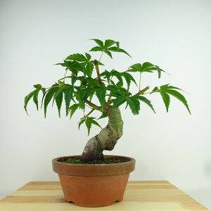 ~ gt   23cm ݂ Acer palmatum ~W JGf t Ϗܗp i