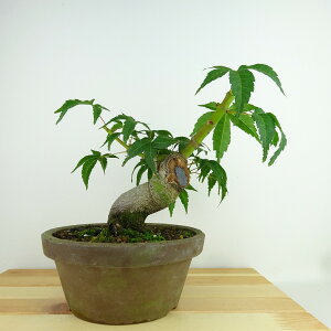 ~ gt   18cm ݂ Acer palmatum ~W JGf t Ϗܗp i i