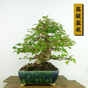 ~   22cm  ~ Acer JGf gt JGf t Ϗܗp i