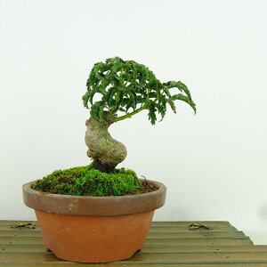 ~ gt q  11cm ݂ Acer palmatum ~W VVKV JGf t Ϗܗp i i