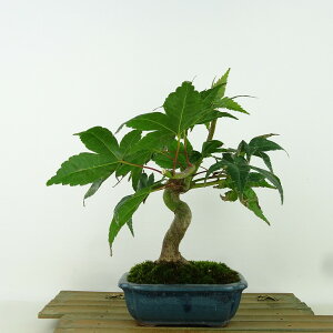~ gt óX  22cm ݂ Acer palmatum ~W JGf t Ϗܗp i 