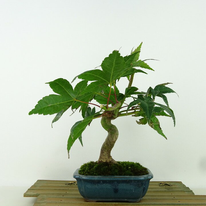 楽天市場】盆栽 紅葉 出猩々 樹高 約22cm もみじ Acer palmatum モミジ 