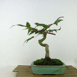 ~ gt óX  19cm ݂ Acer palmatum ~W JGf t Ϗܗp i i 