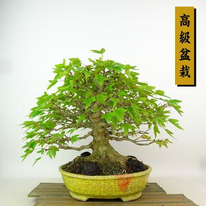 ~   24cm  ~ Acer JGf gt JGf t Ϗܗp i