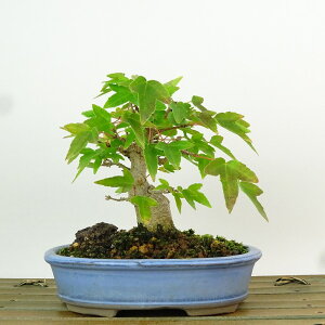 ~   11cm  Acer JGf gt JGf t Ϗܗp i i 