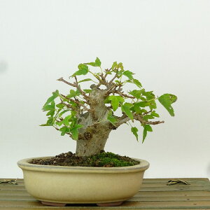 ~   9cm  Acer JGf gt JGf t Ϗܗp i i 