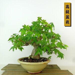 ~ gt  22cm ݂ ~ Acer palmatum ~W JGf t Ϗܗp i