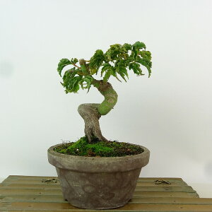 ~ gt q  13cm ݂ Acer palmatum ~W VVKV JGf t Ϗܗp i i