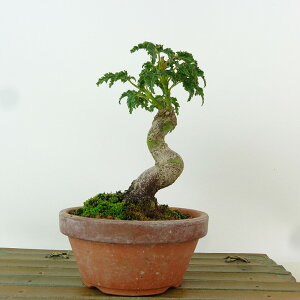 ~ gt q  13cm ݂ Acer palmatum ~W VVKV JGf t Ϗܗp i i