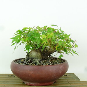 ~ gt  11cm ݂ Acer palmatum ~W JGf t Ϗܗp i i