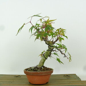 ~ gt  18cm ݂ Acer palmatum ~W JGf t Ϗܗp i i 