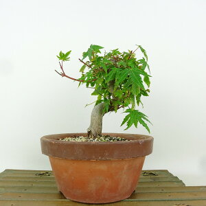 ~ gt  13cm ݂ Acer palmatum ~W JGf t Ϗܗp i i