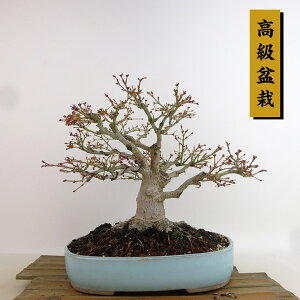 ~ gt   21cm ݂ ~ Acer palmatum ~W JGf t Ϗܗp i
