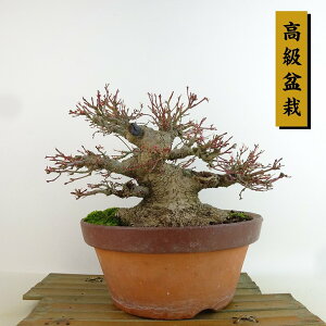 ~ gt  17cm ݂ ~ Acer palmatum ~W JGf t Ϗܗp i i