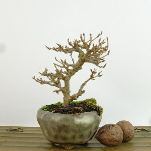 ~   9cm  Acer JGf gt JGf t Ϗܗp i i 