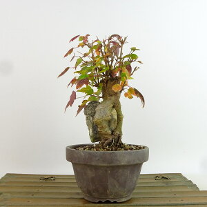 ~   15cm  Acer JGf gt Εt JGf t Ϗܗp i i 