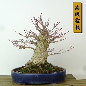~ gt  21cm ݂ ~ Acer palmatum ~W JGf t Ϗܗp i
