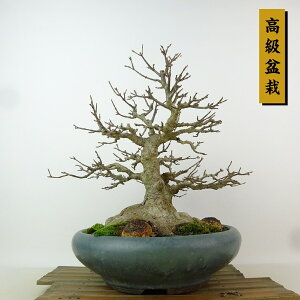 ~   25cm  ~ Acer JGf gt JGf t Ϗܗp i