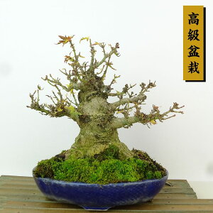 ~ gt ՕP  18cm ݂ ~ Acer palmatum ~W JGf t Ϗܗp i i