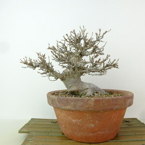 ~   14cm  Acer JGf gt JGf t Ϗܗp i i