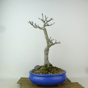 ~ gt q  32cm ݂ Acer palmatum ~W VVKV JGf t Ϗܗp i 