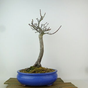 ~ gt q  29cm ݂ Acer palmatum ~W VVKV JGf t Ϗܗp i 