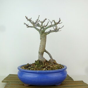 ~ gt q  22cm ݂ Acer palmatum ~W VVKV JGf t Ϗܗp i 