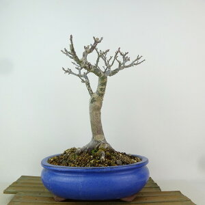 ~ gt q  22cm ݂ Acer palmatum ~W VVKV JGf t Ϗܗp i 