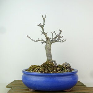 ~ gt q  19cm ݂ Acer palmatum ~W VVKV JGf t Ϗܗp i i 