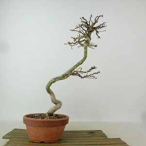 ~ gt  26cm ݂ Acer palmatum ~W JGf t Ϗܗp i