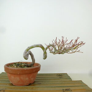 ~ gt  11cm ݂ Acer palmatum ~W  JGf t Ϗܗp i i