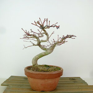 盆栽 紅葉 樹高 約15cm もみじ Acer palmatum モミジ カエデ科 落葉樹 観賞用 小品 現品