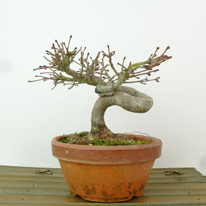 盆栽 紅葉 樹高 約11cm もみじ Acer palmatum モミジ カエデ科 落葉樹 観賞用 小品 現品
