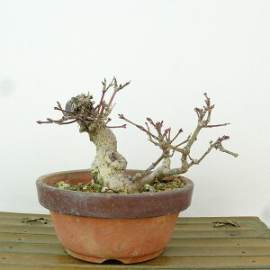 ~ gt  9cm ݂ Acer palmatum ~W JGf t Ϗܗp i i 