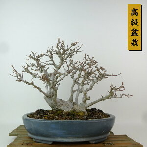 ~   23cm  ~ Acer JGf gt JGf t Ϗܗp i