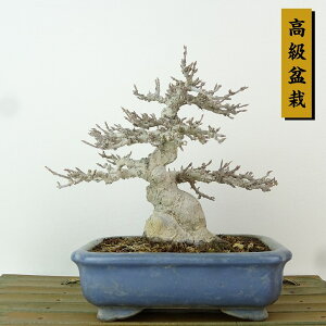 ~   13cm  ~ Acer JGf gt JGf t Ϗܗp i i