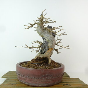 ~   22cm  Acer JGf gt Εt JGf t Ϗܗp i