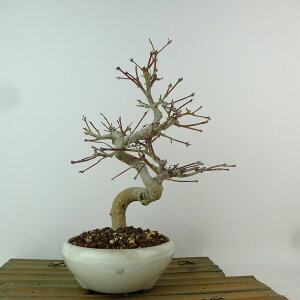 ~ gt  23cm ݂ Acer palmatum ~W JGf t Ϗܗp i 