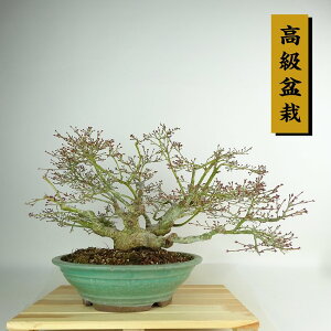 ~ gt P  26cm ݂ ~ Acer palmatum ~W JGf t Ϗܗp i