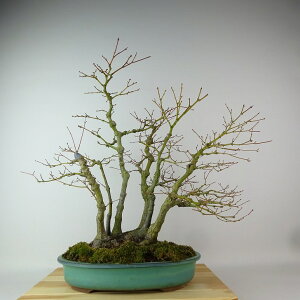 ~ gt  48cm ݂ Acer palmatum ~W JGf t Ϗܗp i