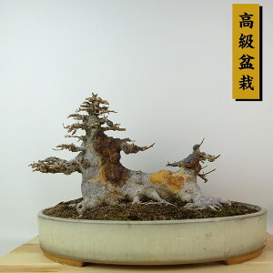 ~   19cm  ~ Acer JGf gt JGf t Ϗܗp i i